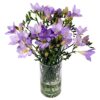 20 Lilac Freesia