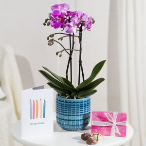 Phalaenopsis Birthday Gift