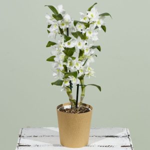 Dendrobium Orchid Plant
