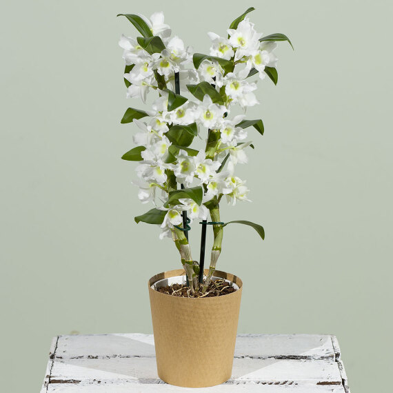 Dendrobium Orchid Plant